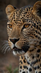 Obraz premium Female leopard close-up in Kruger.