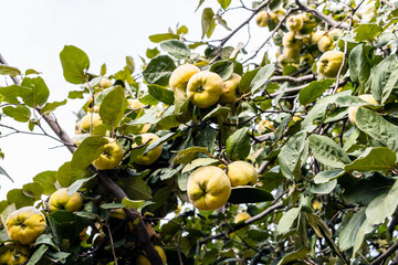 many quince fruits on tree branches in garden