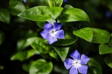Fototapeta premium Vibrant Purple Periwinkle Flowers