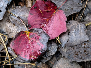 Multi-colored poplar leaves with raindrops in the autumn forest, top view