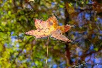 Leaves floating in a reflecting pool of a mountain stream in F.D. Roosevelt State Park in Georgia