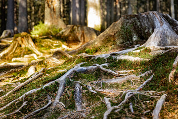 Tree roots on a hiking trail in the park.