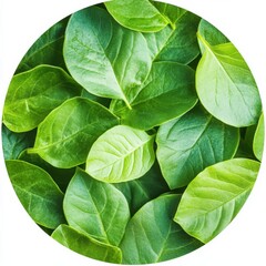 Non Toxic Leaves Green Circular. Organic and Natural Design for Eco-Friendly Products