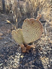 desert cactus