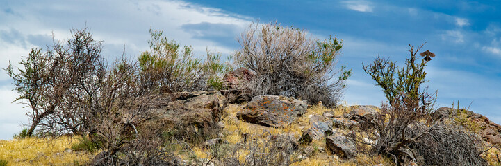 Steppe patagonia landscape, chubut, argentina