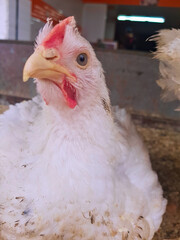 Graceful White Hen Portrait, A close-up of a pristine white chicken with its left side facing the camera. The feathers are immaculate, and the chicken exudes a sense of purity and elegance