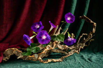exquisite, original still life, phyto design, flower arrangement, ikebana, Ipomeia flowers, bird feathers, gray stone with moss, lichen, tree bark.