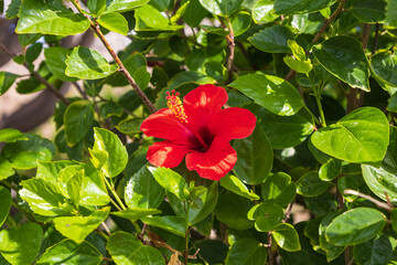Colorful flowers in the park