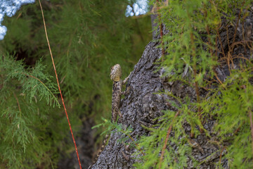 A large wild lizard on a rock.