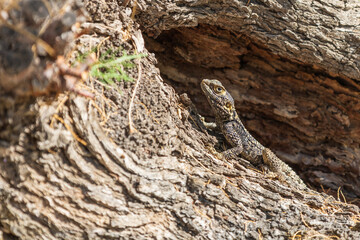 A large wild lizard on a rock.