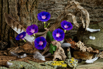 exquisite, original still life, phyto design, flower arrangement, ikebana, Ipomeia flowers, bird...