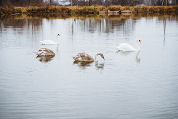 In a serene natural landscape, three elegant white swans gracefully glide across the calm surface of a shimmering lake, embodying the beauty of waterfowl in their natural habitat