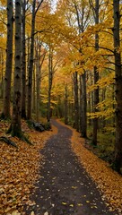 Obraz premium Forest trail adorned with golden autumn leaves.