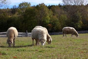 Sheep eat grass in a field.