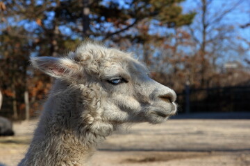 Obraz premium Humorous close-up.