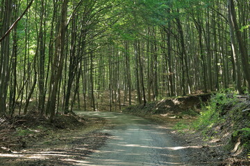 Forest road.