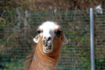 Obraz premium Humorous close-up.