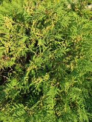 thuja. Garden and park plants.