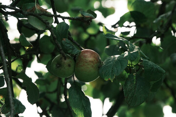 Two apples hanging from a tree branch. The apples are green and have a slight brown spot on one of them