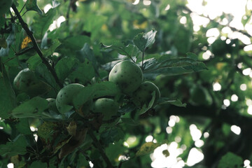 Two apples hanging from a tree branch. The apples are green and have a slight brown spot on one of them