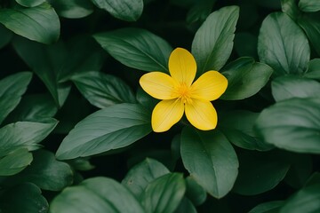 Obraz premium Close up of little yellow flower with green leaf