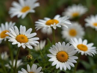 Fototapeta premium Fresh daisies blooming in a field outdoors.