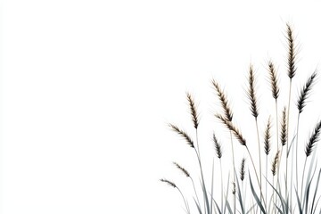 Obraz premium Decorative grass stems on a white isolated background.