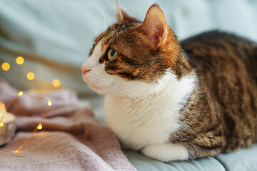 the cat lies on the sofa and looks at the prepared breakfast