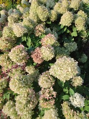 Hydrangea paniculata. Garden and park plants.