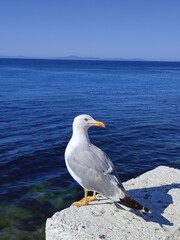 Seagull