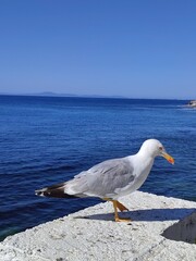 Seagull on a rock