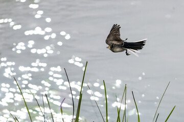 Ballerina bianca (Motacilla alba) in volo sulla riva del fiume.