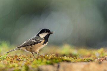 Bird (Coal tit) resting on the ground with a blurred bokeh background. Close-up detail photo