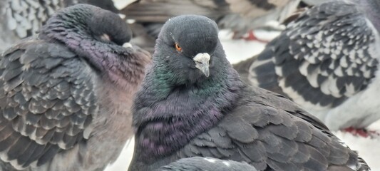 The photo shows a pigeon looking very important. Its serious expression, proudly raised head, and spread shoulders give the impression of state importance. Bright feathers shimmer, adding grandeur and