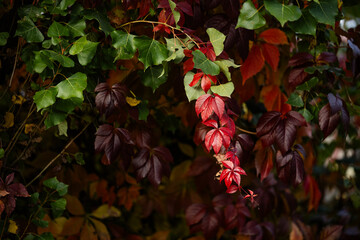autumn landscape, multicolored, colored leaves, red, yellow, gold, green, green grass, trees, wild grapes.