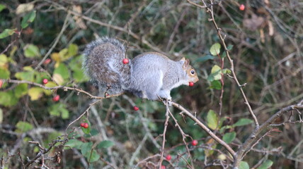 Grey Squirrel Eating Berries on Tree Branch