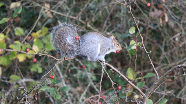 Grey Squirrel Eating Berries on Tree Branch