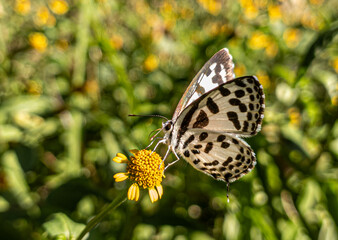 A Macro View of a Butterfly Collecting Nectar.  A Macro Glimpse into a Butterfly's Dance