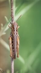 Raymond's grasshopper - Omocestus raymondi