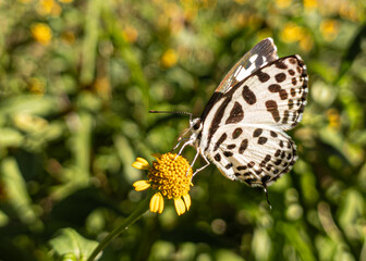 A Macro View of a Butterfly Collecting Nectar.  A Macro Glimpse into a Butterfly's Dance