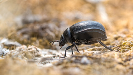 Darkling beetle - Pimelia subglobosa