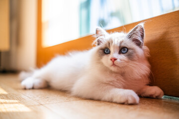 Fototapeta premium cat on the couch