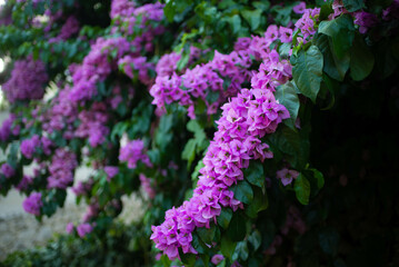 Obraz premium flowers in the garden