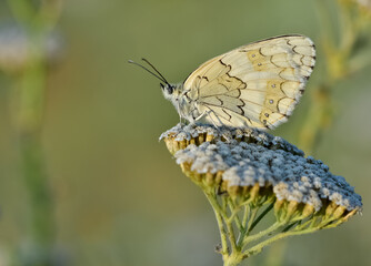 flowers and butterfly in natural life