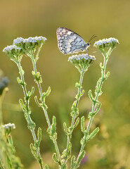 flowers and butterfly in natural life