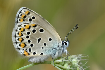 butterflies in wildlife and what we see through the lens
