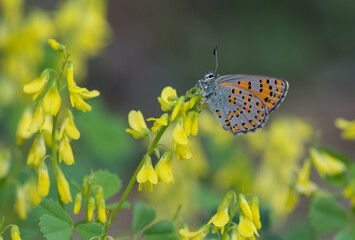 flowers and butterfly in natural life