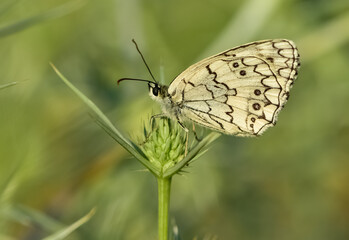 flowers and butterfly in natural life