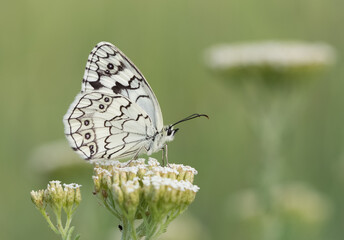flowers and butterfly in natural life