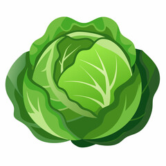 cabbage isolated on white